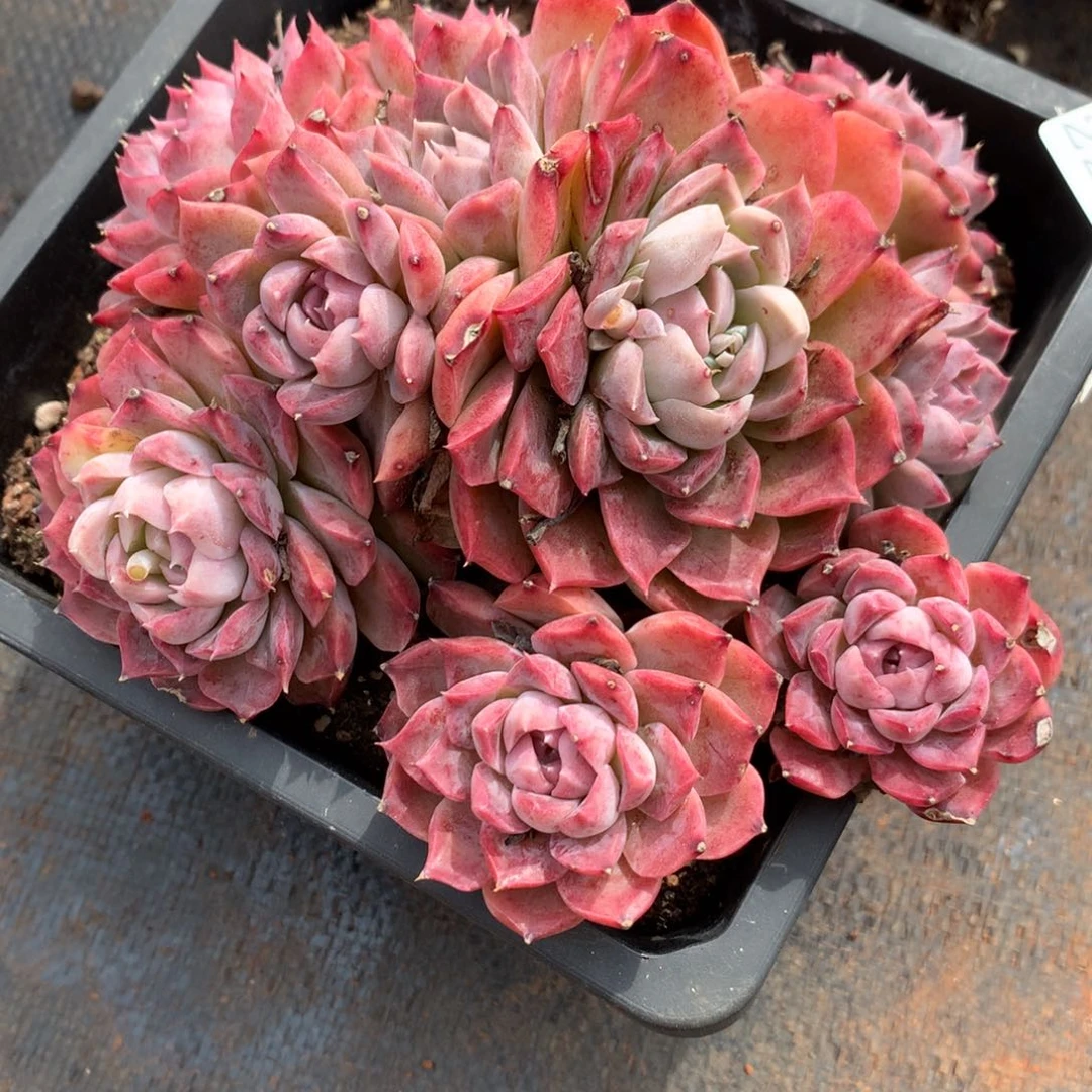 2211杂交精品基地16厘米