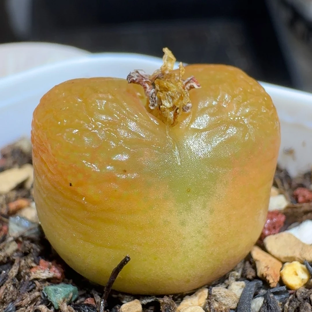 煮**茶0206-70肉锥肉锥