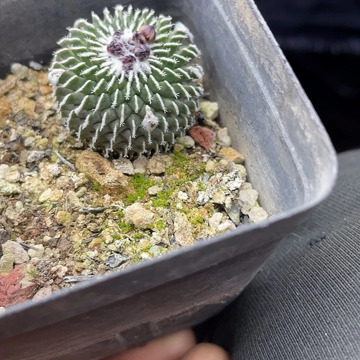 实生精巧殿一颗25包邮