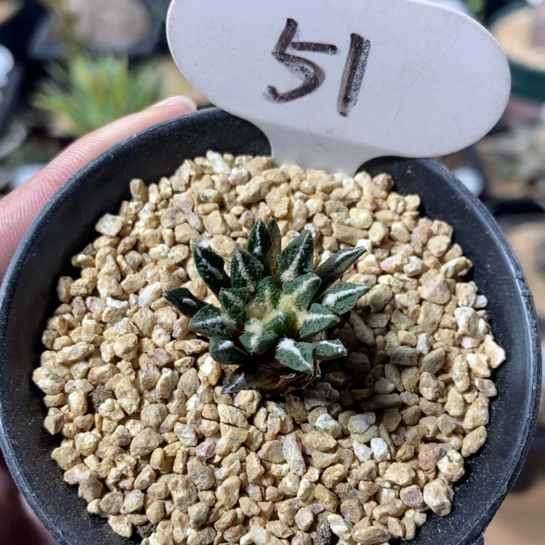 实生黑牡丹51号2.6cm