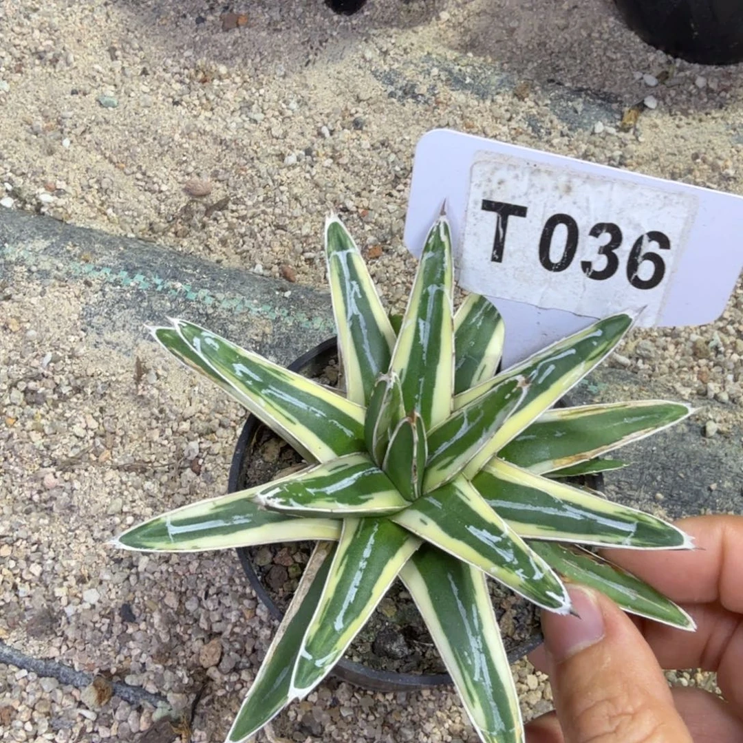 福利雪山一颗脱土发