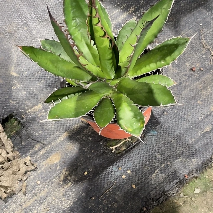 彭***彭无花朵龙舌兰3578