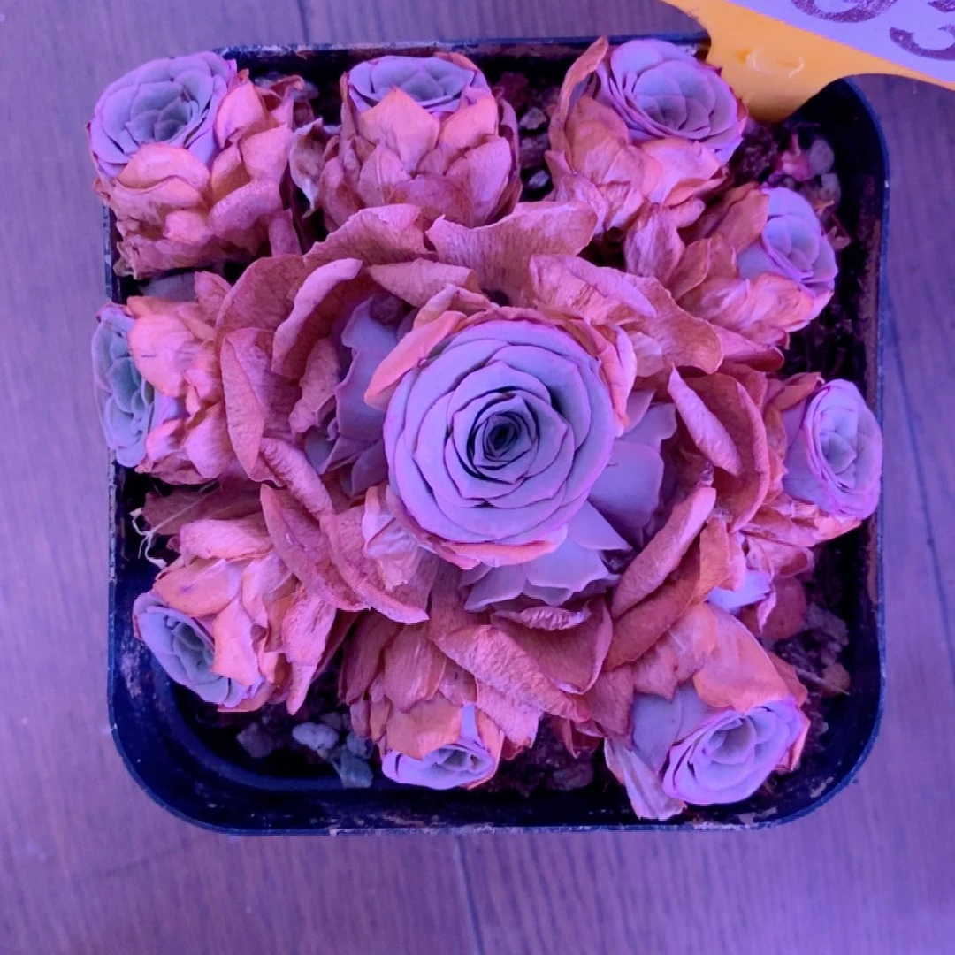 无花朵后**觉693山地玫瑰一物一拍