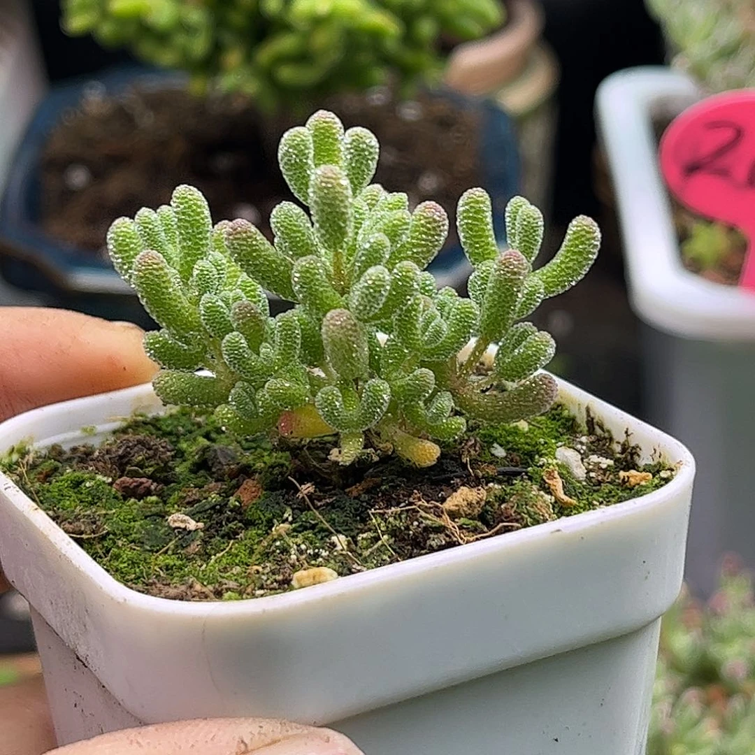 实生冰晶优选枝干番杏