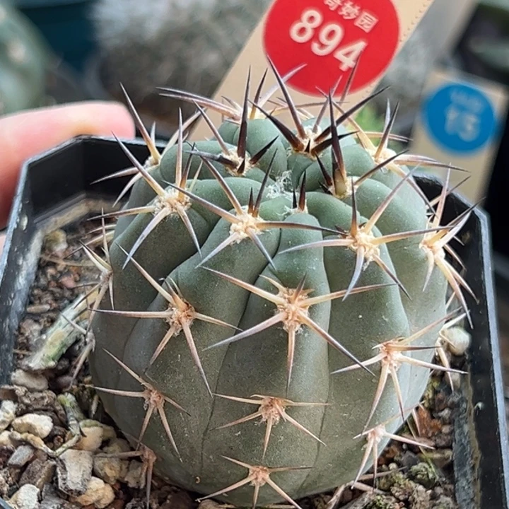 实生阿寒玉4.6cm一棵仙人球