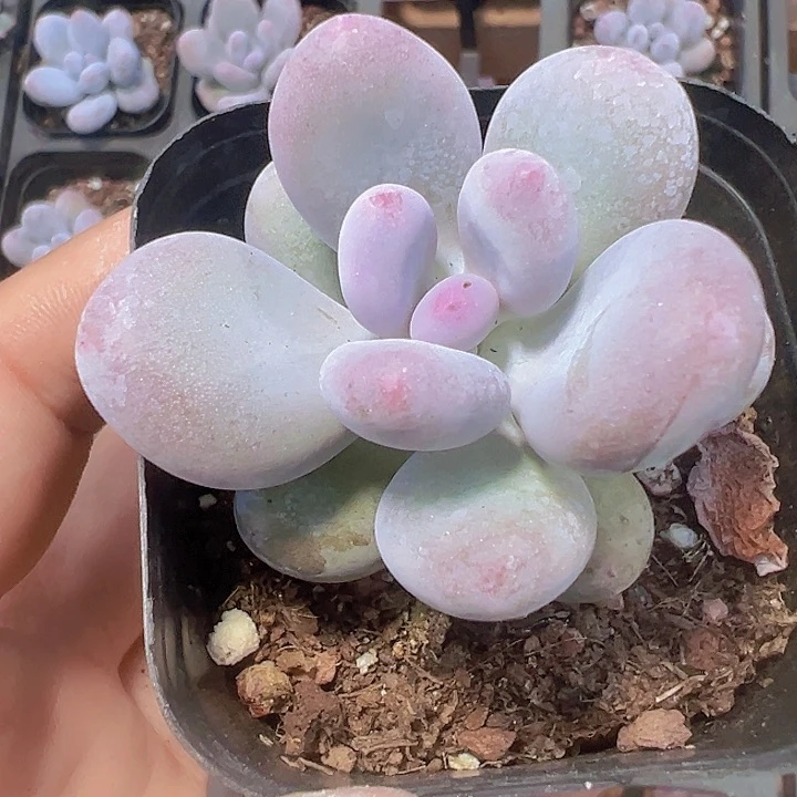 奶酪精品多肉植物大战