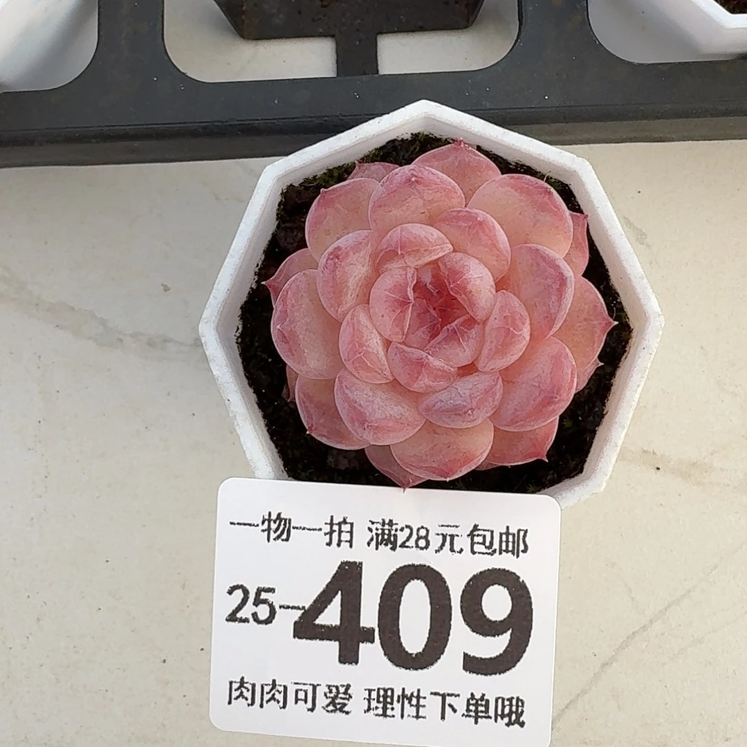 紫霜无盆土发货无