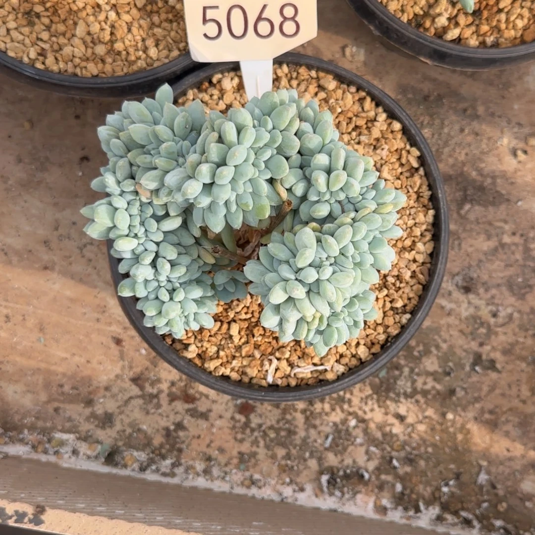 月***儿奶糖缀     5068号