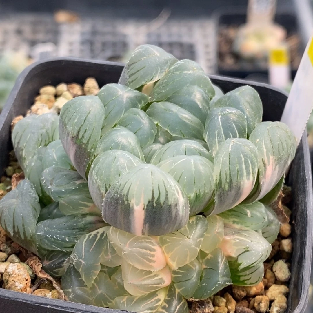 103号实生湖水侧芽糊斑
