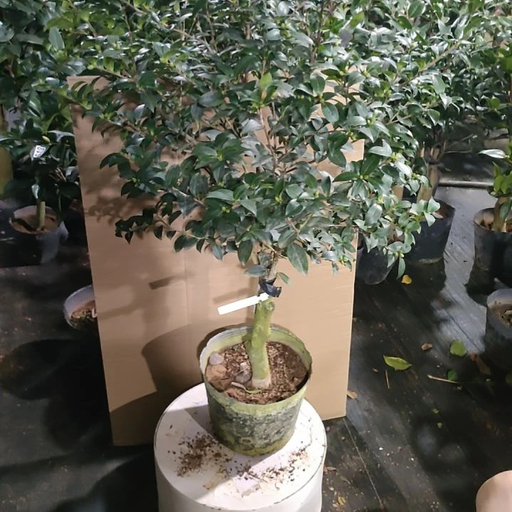 570英八，原盆原土发货，不包邮