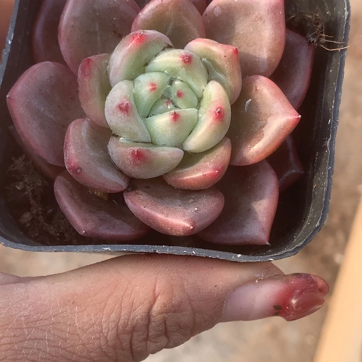 q橙子。 （满9.99包邮不满9.99发叶子）