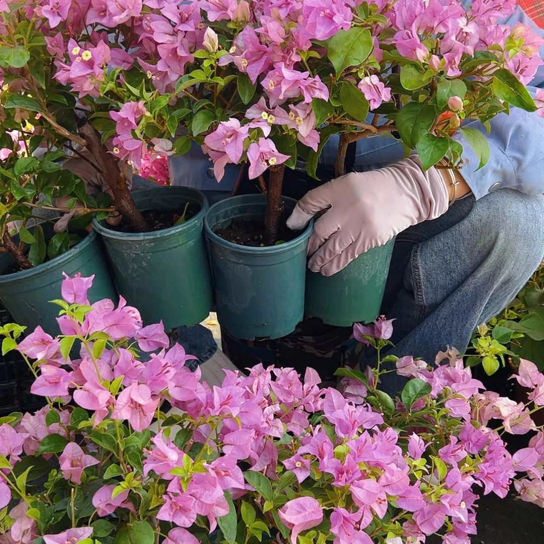 完全开放雪紫掌中宝一棵