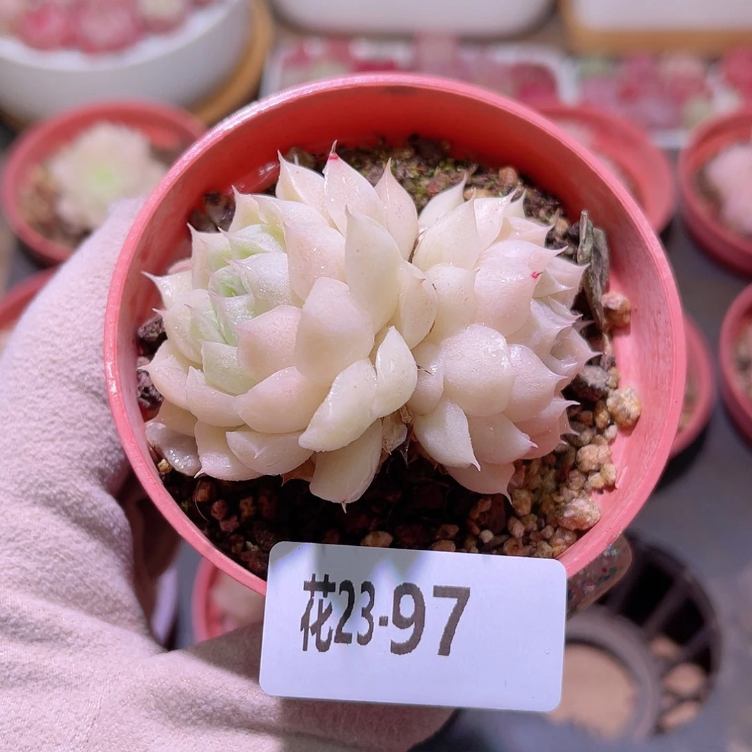 花利美23-97麦秆双头