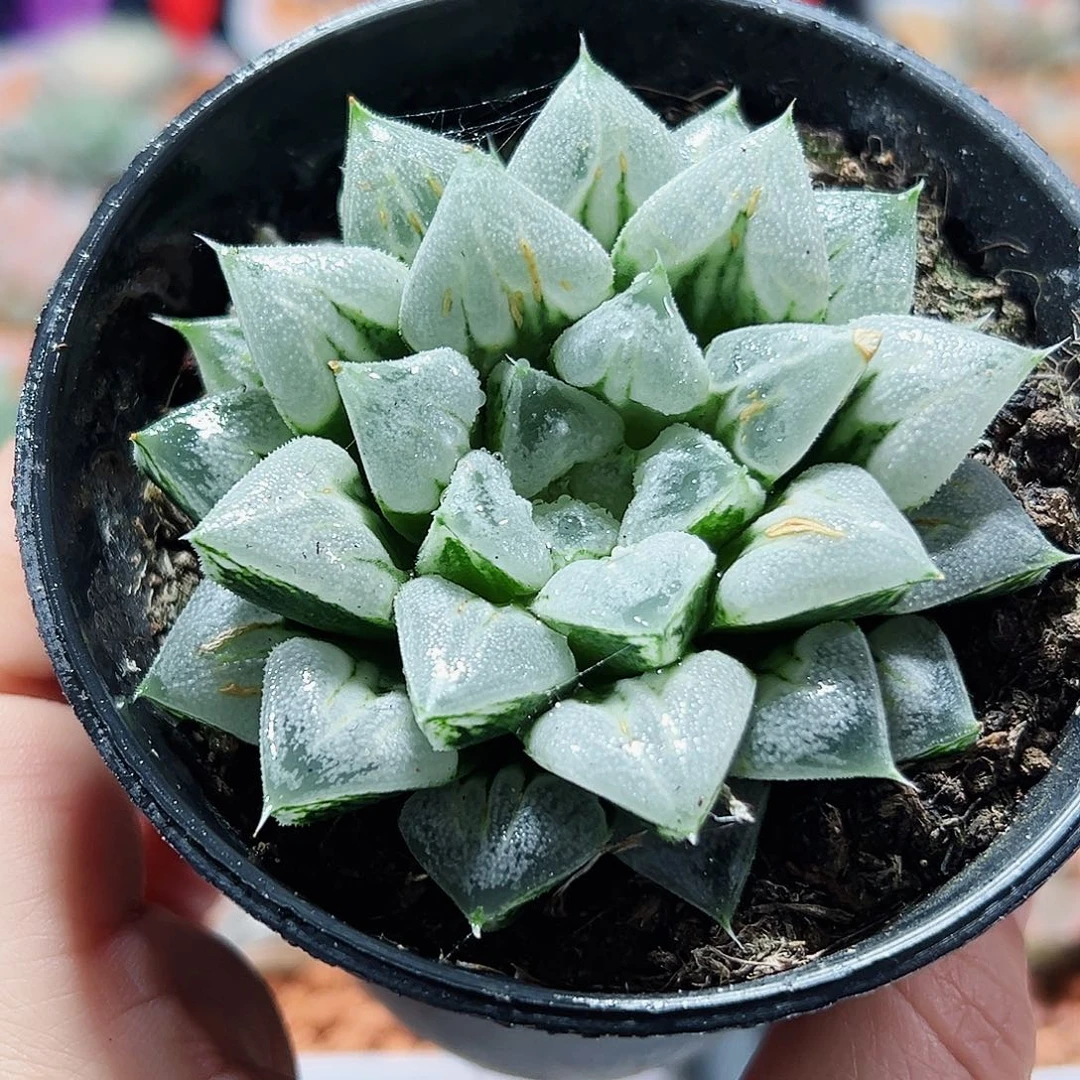 十二卷多肉爱心寿