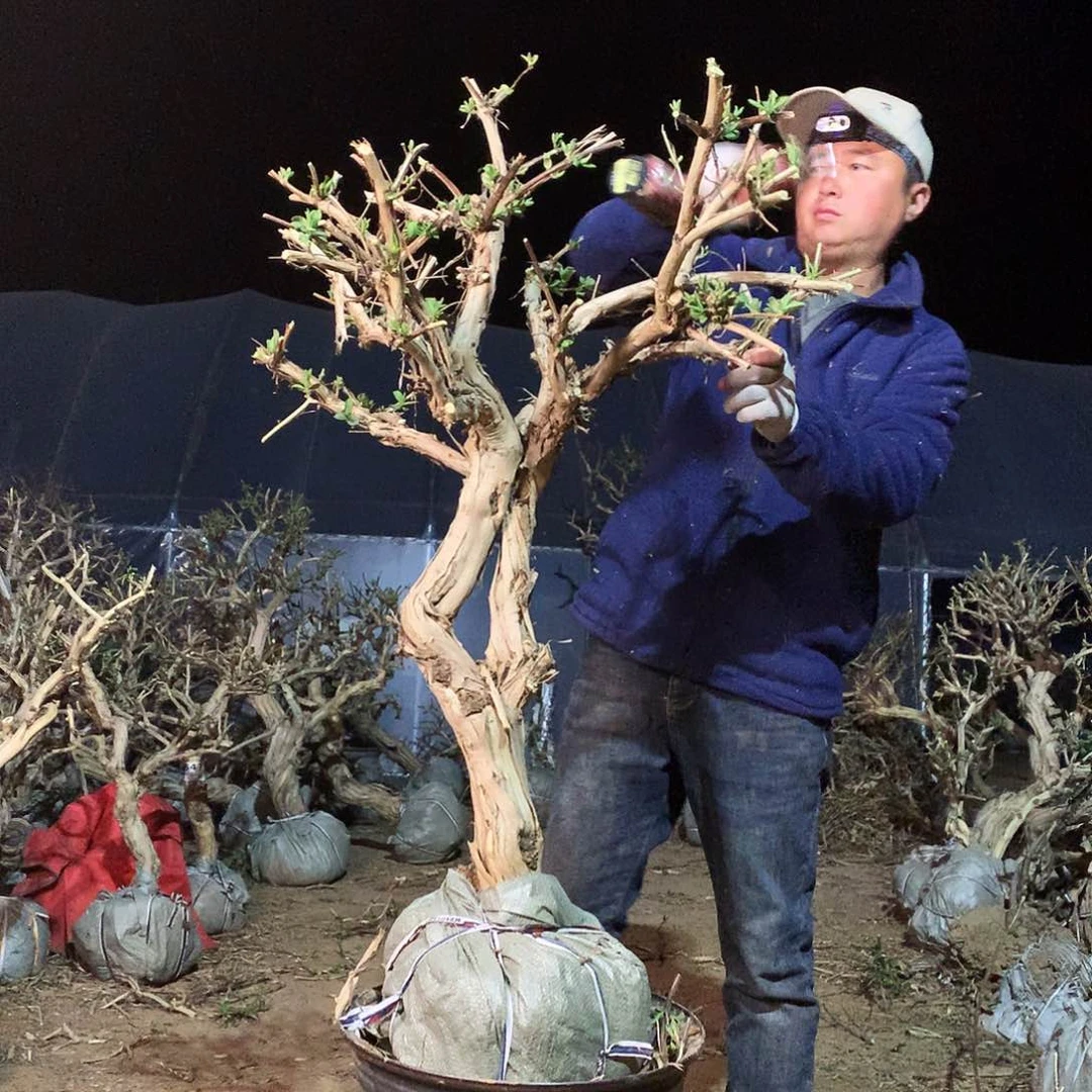 金银花886787805985