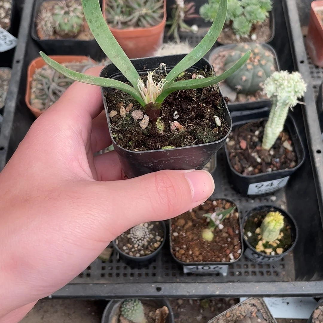 856秀丽立金花（满18包邮）