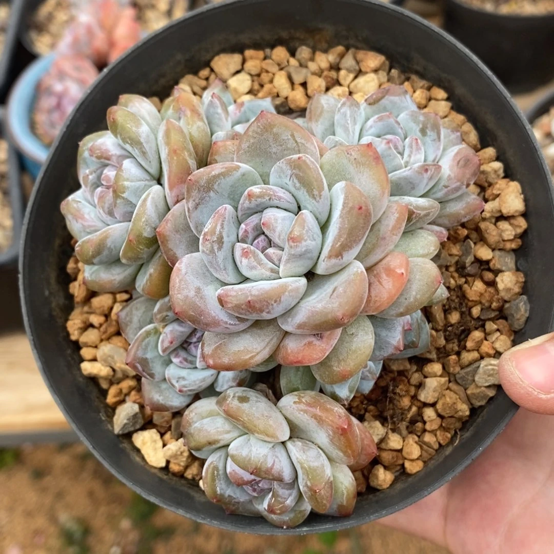 七头绿底紫心小肥肥