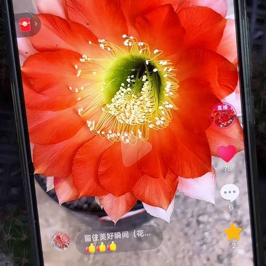 A25彩公分侧牙20包邮37