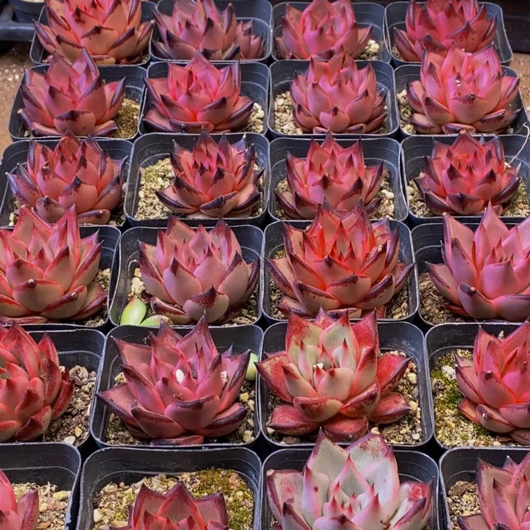 554多肉植物保护研究所所长