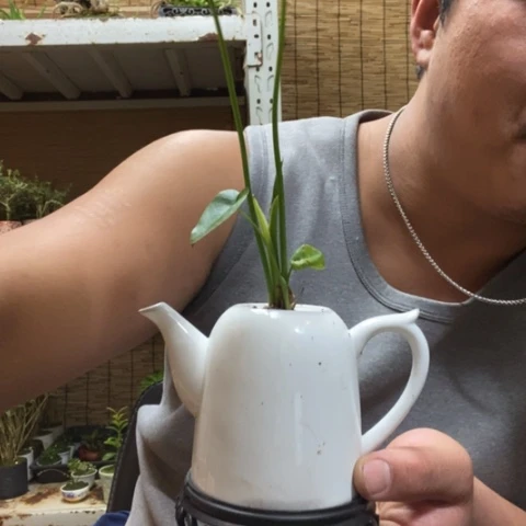 红陶一物一拍所见即所得187