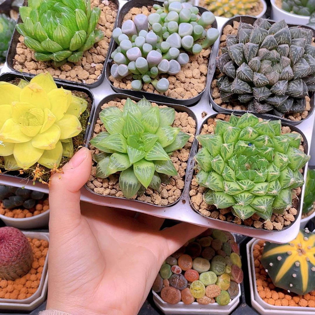 玉露六件套多肉，原盆