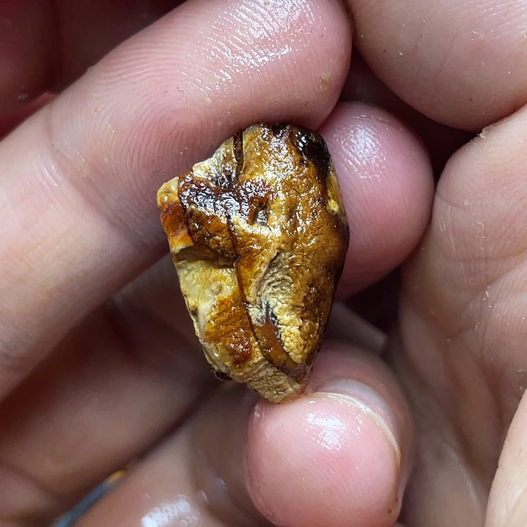 定制琥珀未镶嵌?*荒