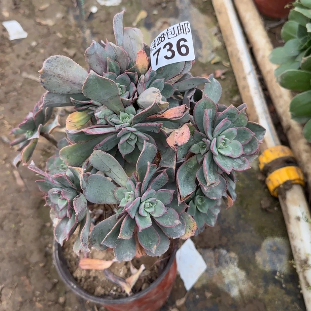 粉仙桃多肉736满28包邮断枝不包