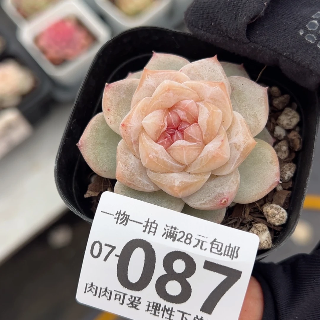 凤仙花多多肉多肉多肉多肉