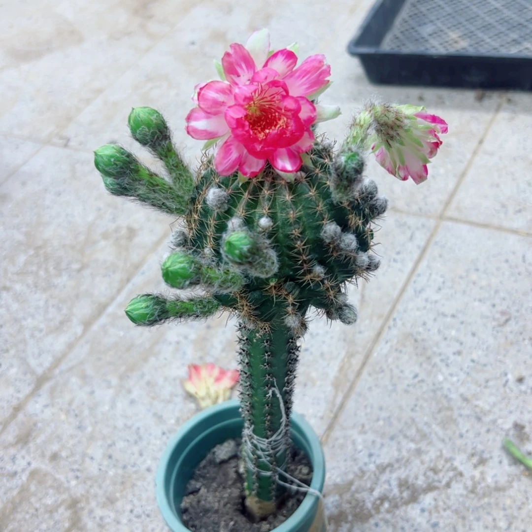 下138嫁接丽花斑点歪掰花脱土发货20包邮