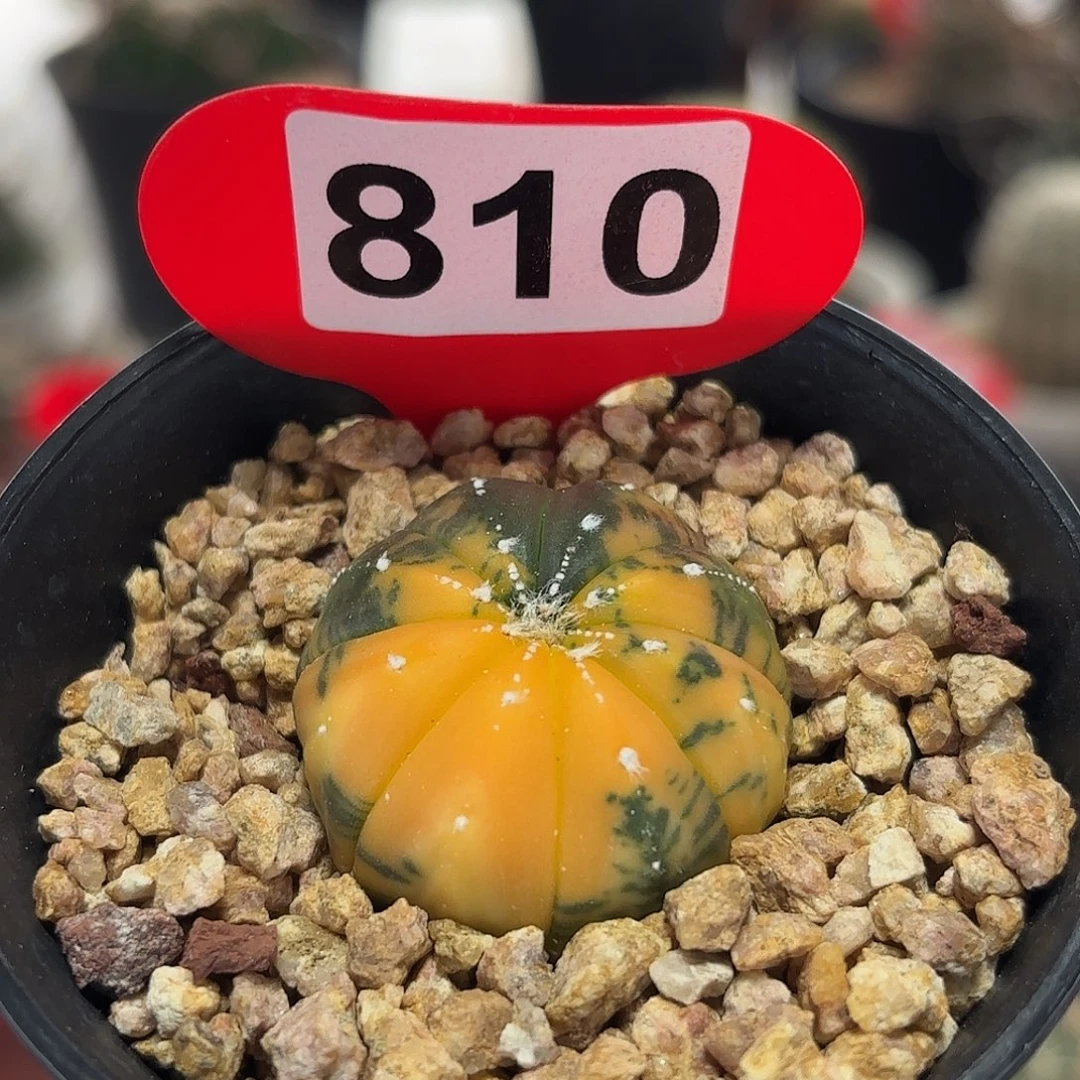 仙人球实生仙人球兜锦