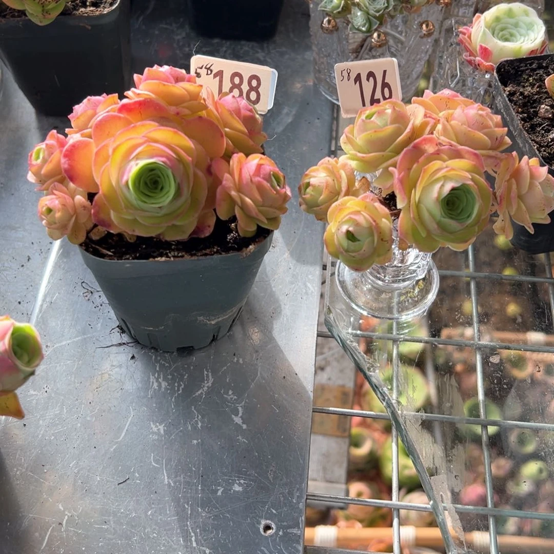 百*樱桃118-126山地玫瑰多肉