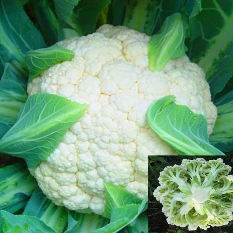 菜花 青梗松花菜种子家庭小院种植耐热耐寒四季蔬菜种子籽