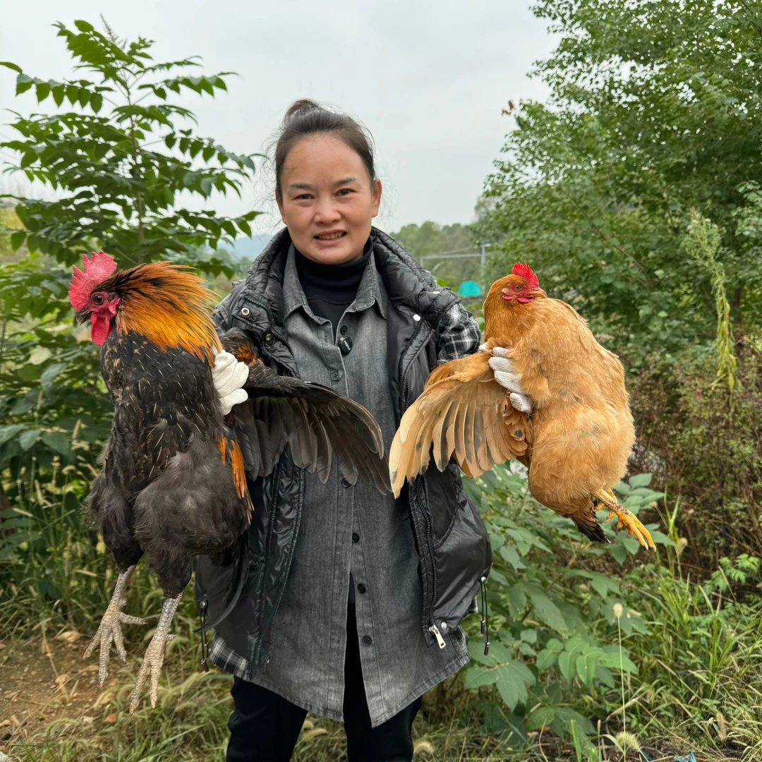 【农户代卖】农户自家土鸡肉，真空锁鲜顺丰包邮