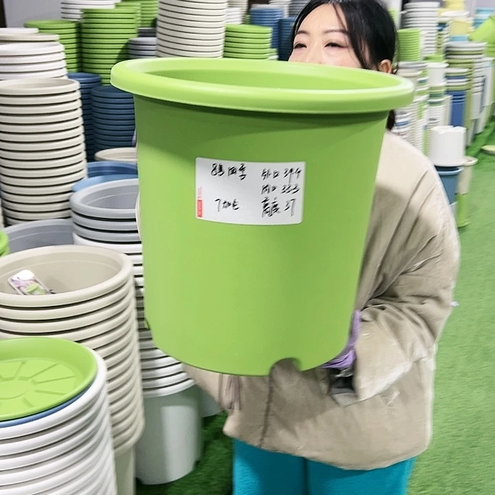 特价8号四季口39高37果绿5只无托