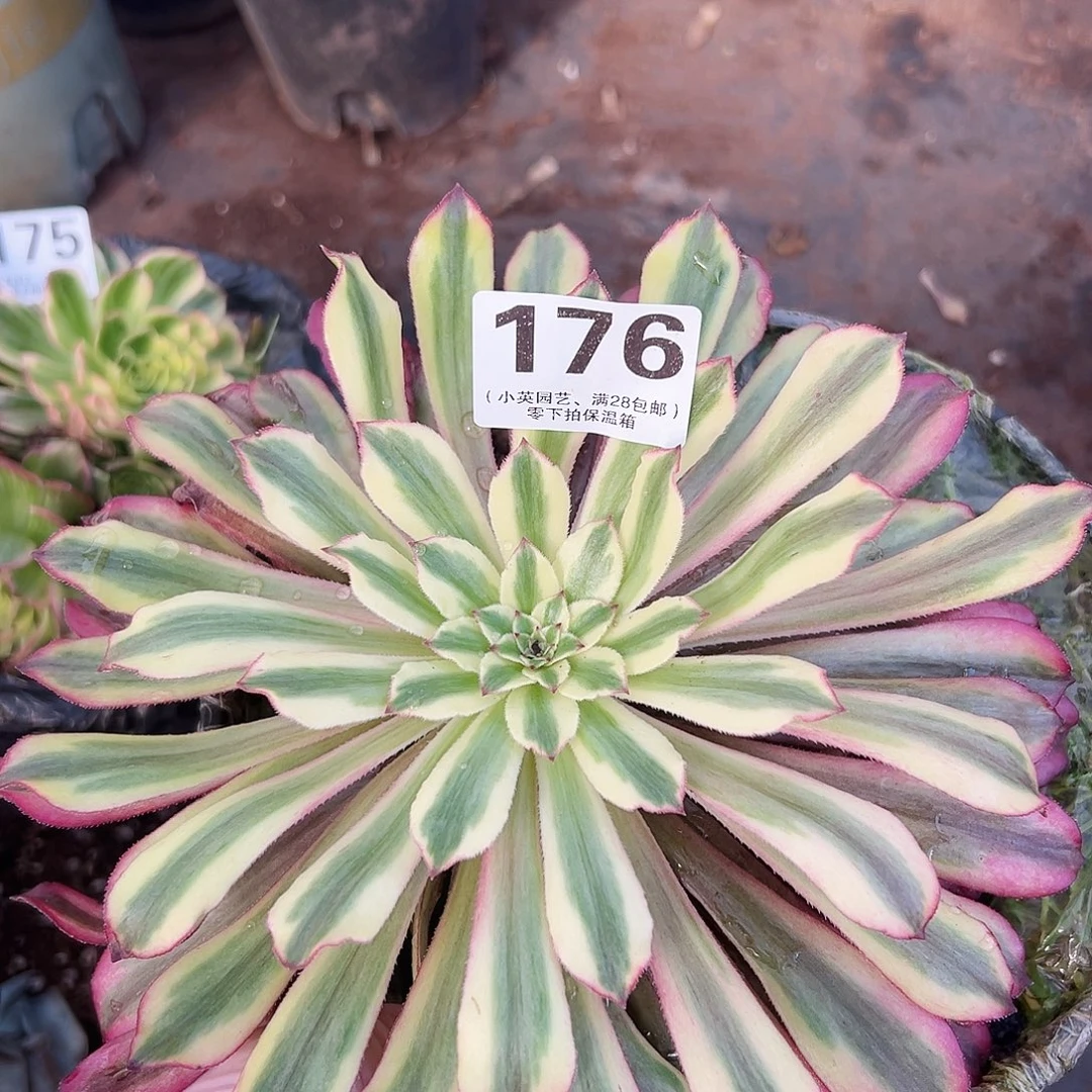 多肉植物多肉植物176