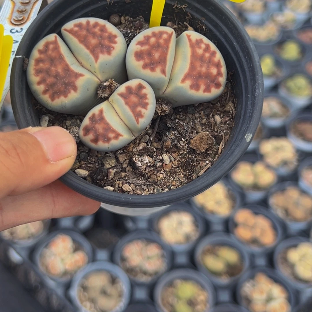 530生石花大群生大群生