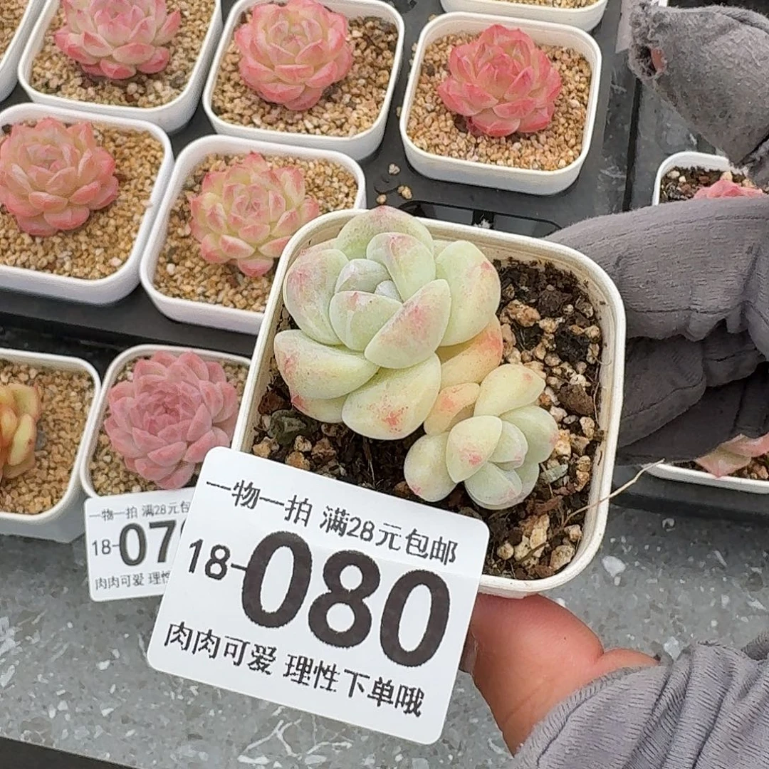 冰玉无盆土发货无