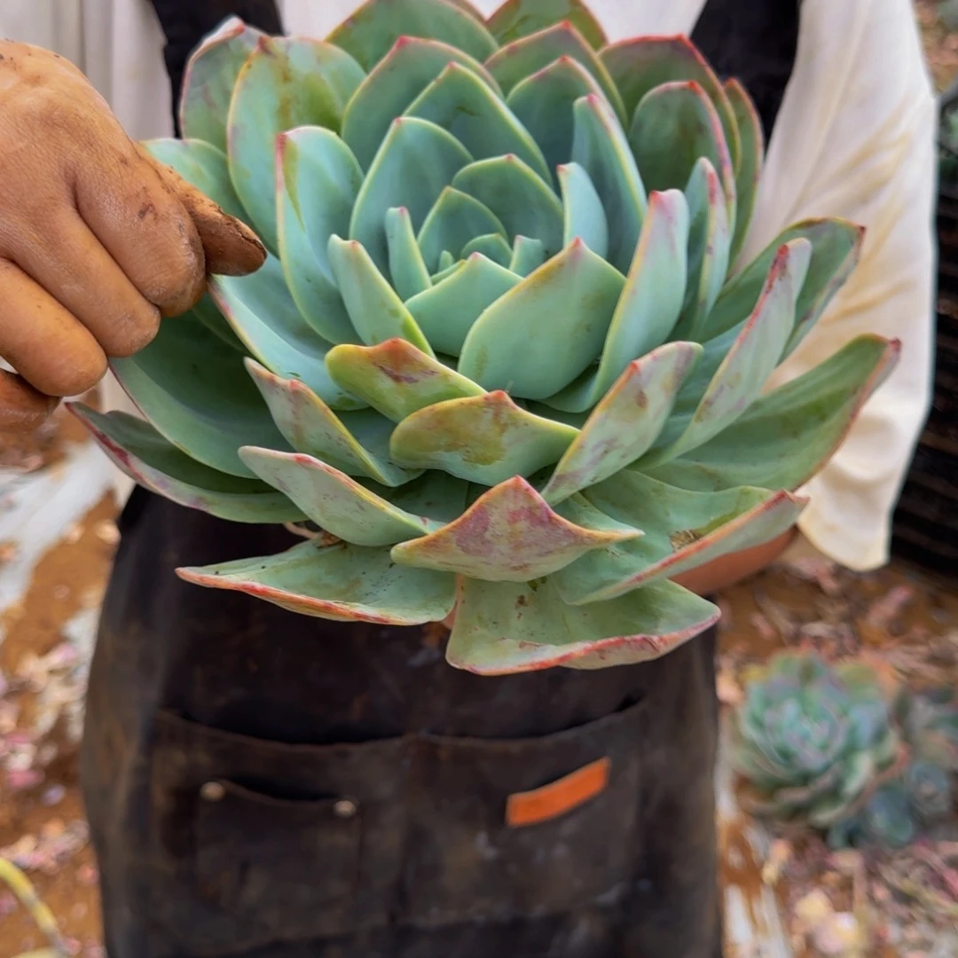 用***4血凤 一颗 不包损16号