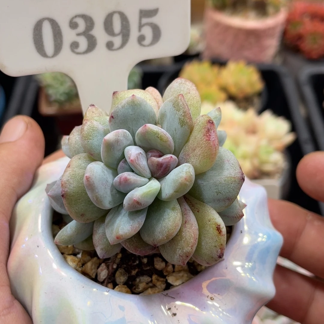 0395橙子石化不带盆5厘米