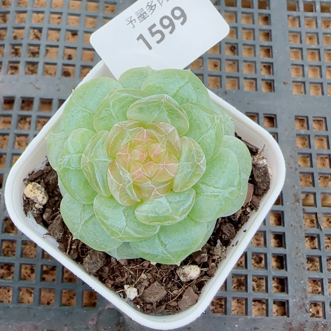 芝士，1599多肉植物