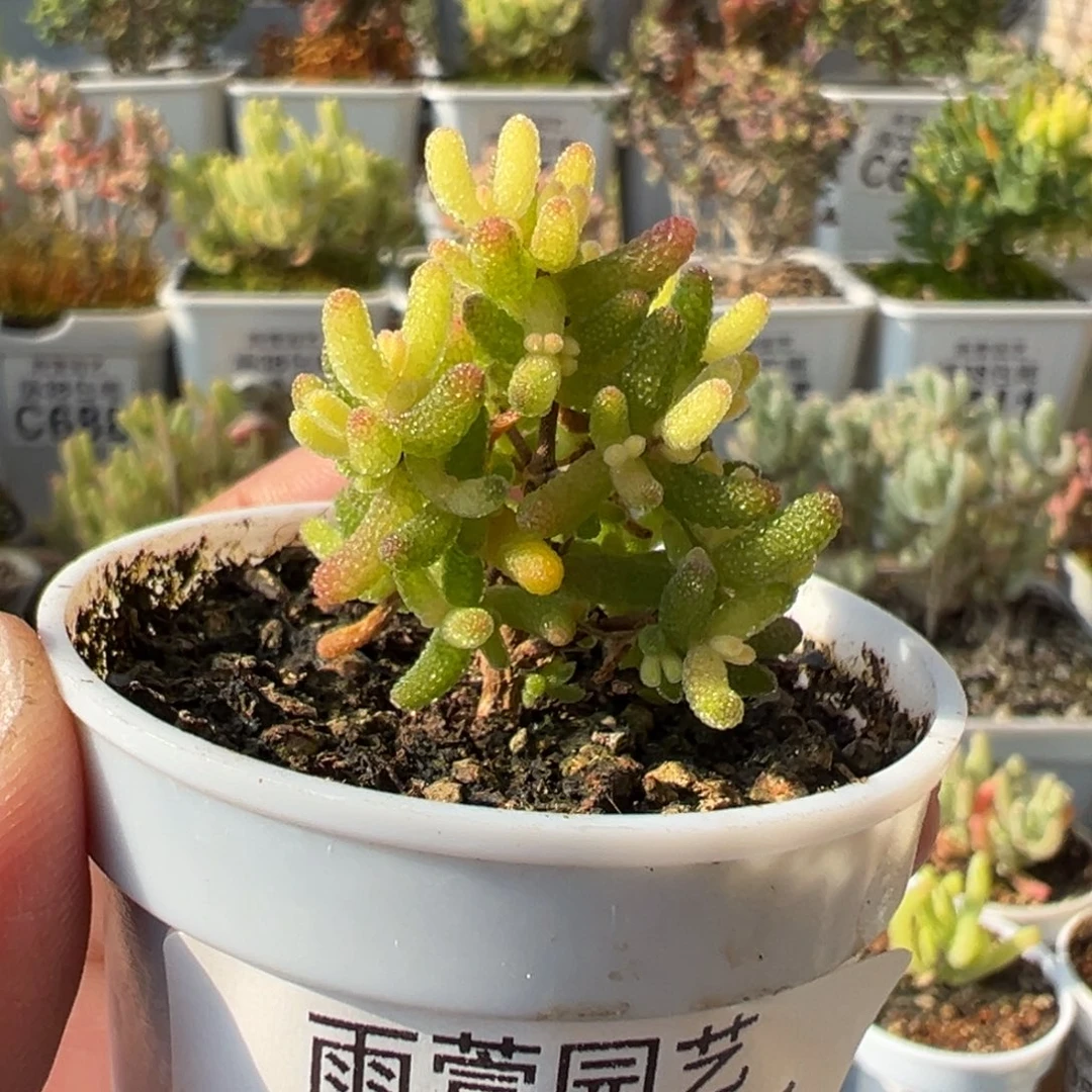 3-880假猪五圆盆枝干番杏