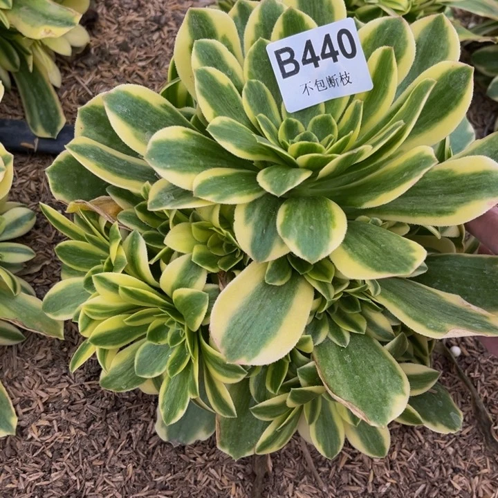 440金丝翡翠量多肉法师不包断枝