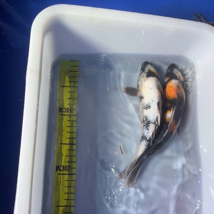 锦鲤锦鲤昭和三色