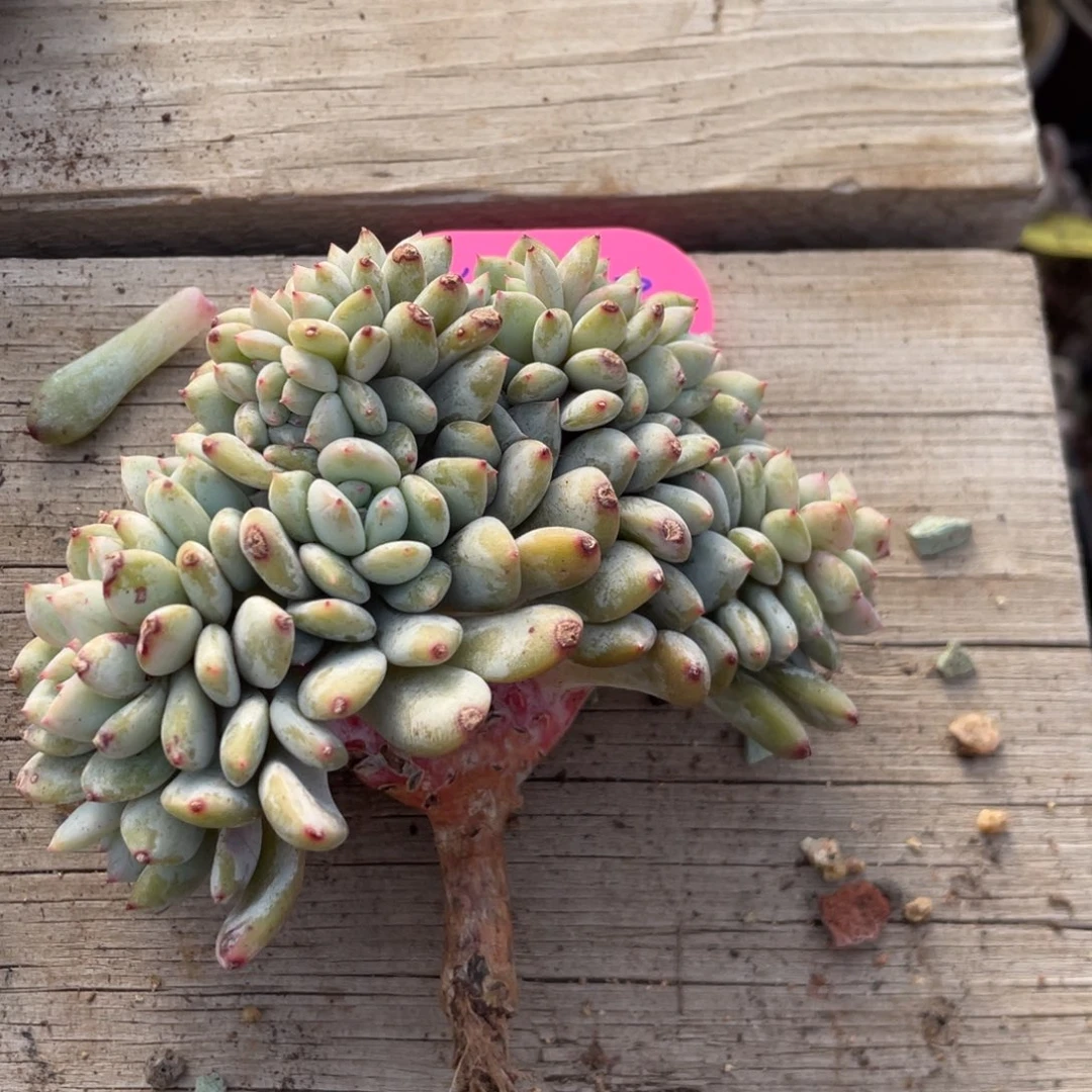 毛***子星影缀化底切朵朵缀毛豆子