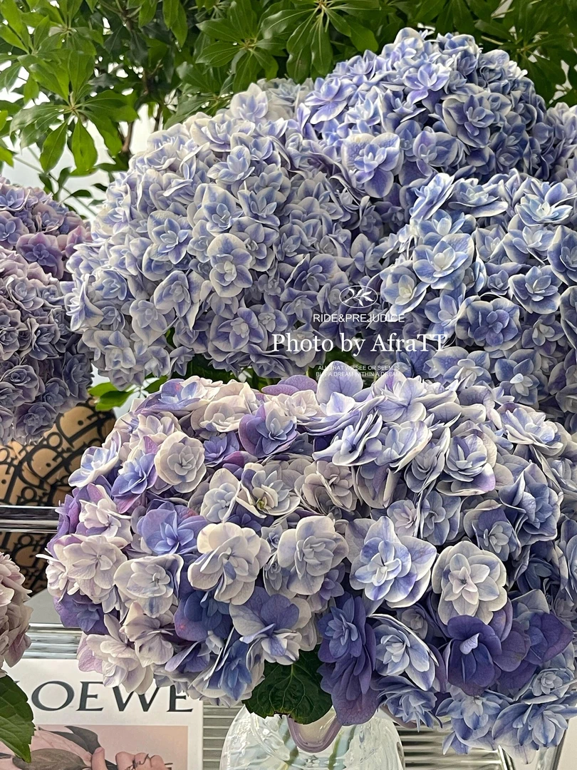 【 鲜花婵之语】蓝樱绣球 鲜切花