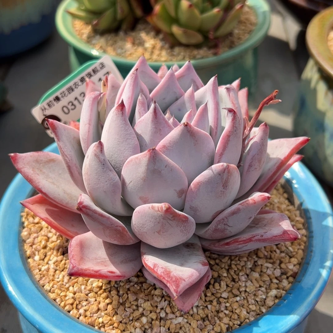 从前慢多肉精选编号0313.117