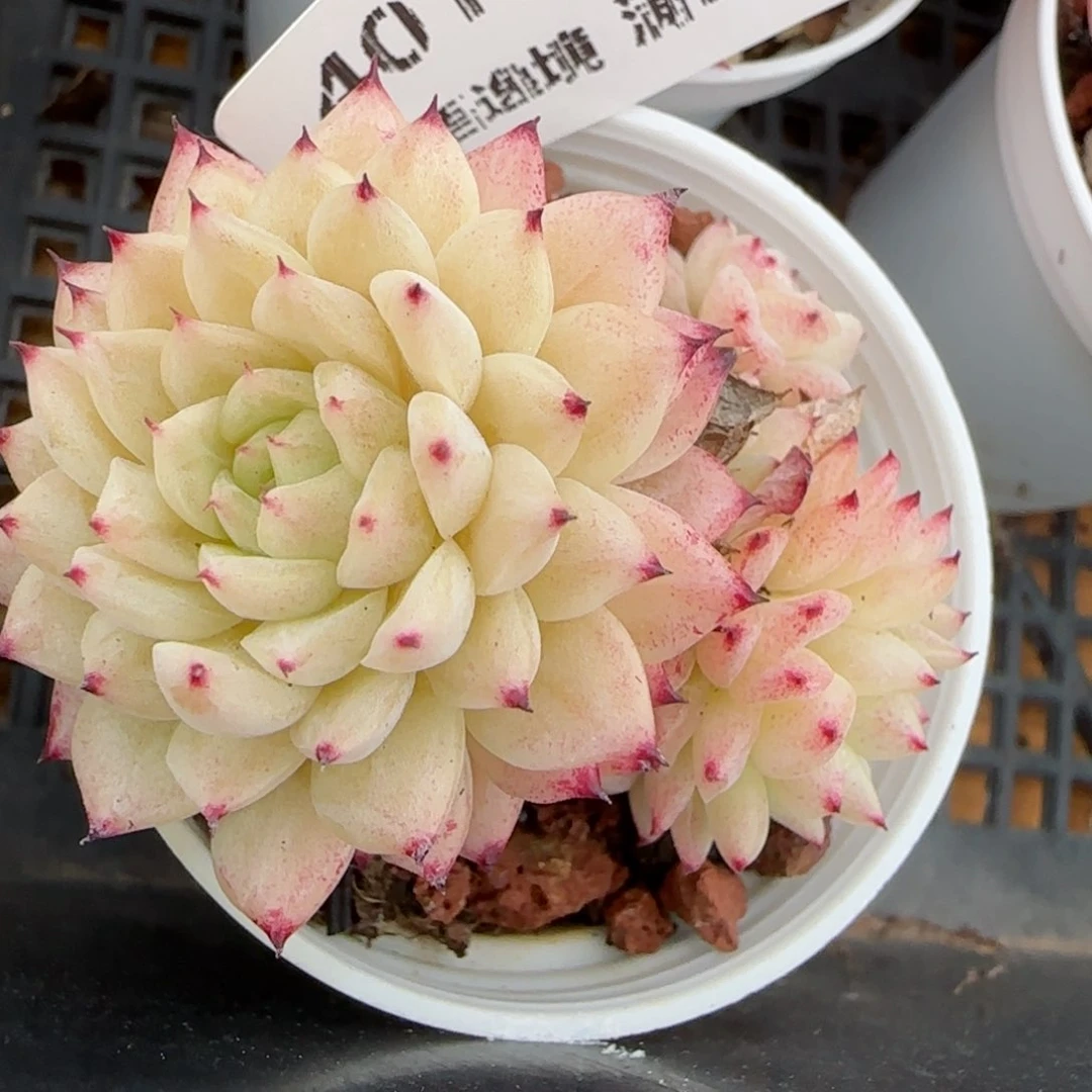 花语逸镜0215-401