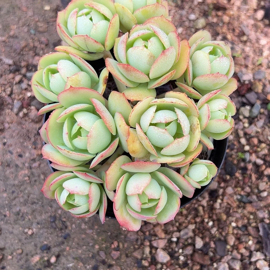 善***人轻轻松松就能得到一颗碧桃