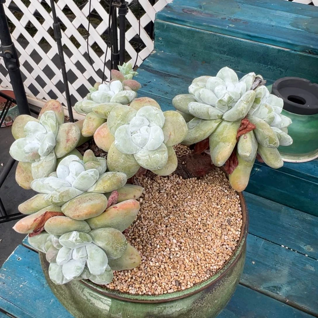 从前慢多肉精选编号0703.100000