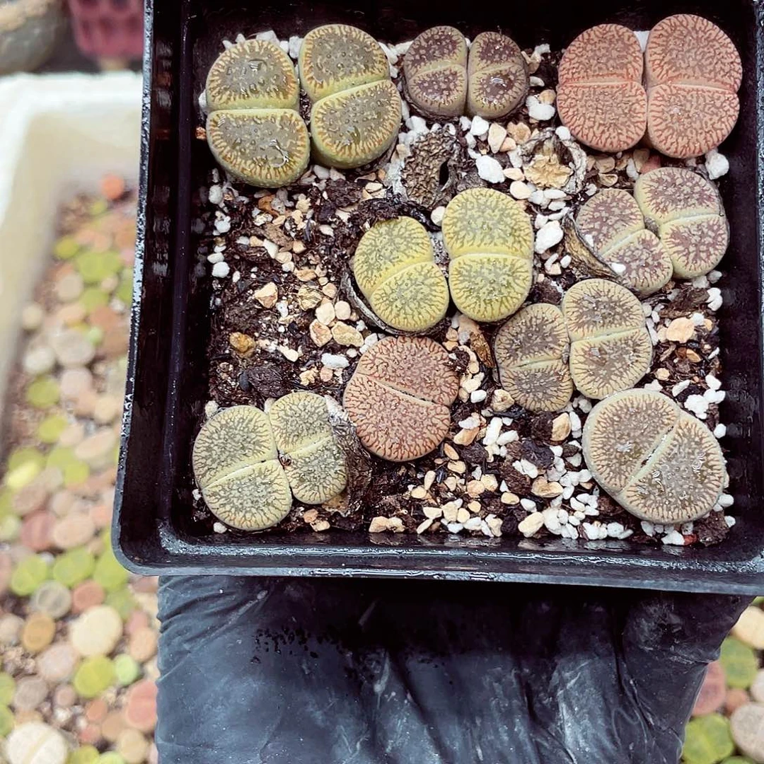 生石花满18包邮0916-185